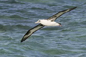 Laysan Albatross (Phoebastria immutabilis)