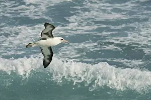 Laysan Albatross (Phoebastria immutabilis)