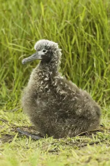 Laysan Albatross (Phoebastria immutabilis)