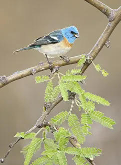 Lazuli Bunting (Passerina amoena) male perched on a branch