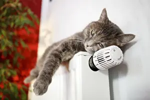 Lazy cat lying on a heater