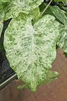 Leaf of Alocasia Macrorrhiza Splash houseplant with many small beautiful white sprinkles<br> Leaf of Alocasia