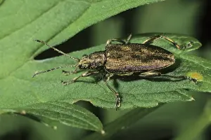Leaf beetle species (Donacia sp.)