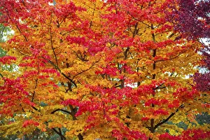 The leaf canopy of a deciduous tree in autumn