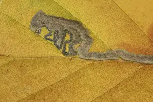 Leaf of copper beech (Fagus sylvatica) with animal figure