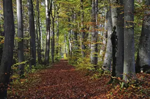 Leaf-covered forest path in autumn