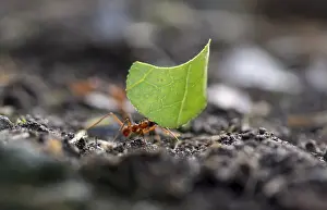 Leaf-cutter ant (Atta cephalotes) carrying a piece of leaf