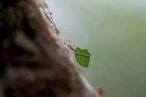 Leaf-cutter ant (Atta cephalotes) carrying a piece of leaf