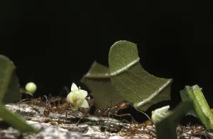 Leaf Cutter Ant (atta) Costa Rica