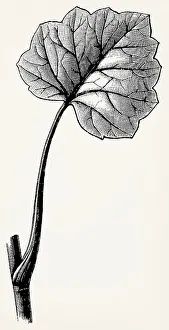 Leaf of Ficaria verna (Ranunculus ficaria)