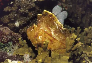 Leaf Fish