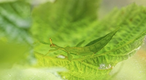 Leaf insect (Phyllium Bioculatum) on a leaf