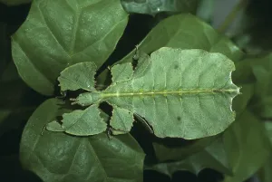 Leaf Insect (Phyllium crurifolium)