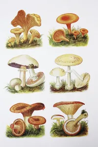 Leaf Mushroom, True Chanterelle