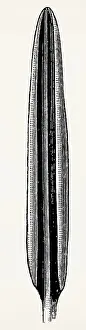 Leaf of Rhododendron tomentosum (Ledum palustre)