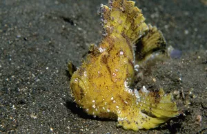Leaf Scorpionfish (Taenianotus triacanthus)