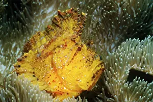 Leaf scorpionfish (Taenianotus triacanthus)