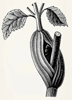 Leaf sheath on stem of Angelica sylvestris
