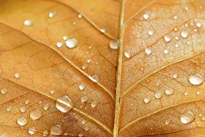 Leaf structure with raindrops, underside of a leaf of the tulip tree (Liriodendron tulipifera)