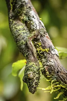 Leaf-tailed gecko in its natural environment