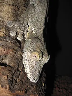 Leaf-tailed gecko (Uroplatus fimbriatus)