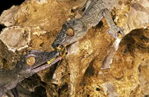 Leaf-Tailed Gecko (uroplatus) fimbriatus