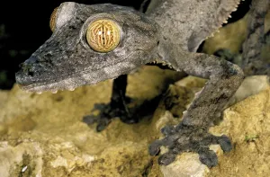 Leaf-Tailed Gecko (uroplatus) fimbriatus