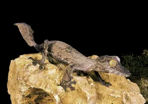 LEAF-TAILED GECKO (uroplatus) fimbriatus