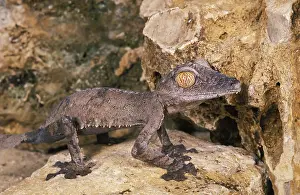 Leaf-Tailed Gecko (uroplatus) fimbriatus