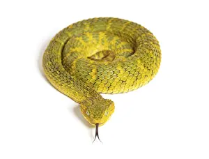 Leaf viper with its tongue out