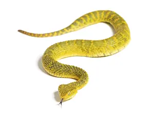 Leaf viper with its tongue out