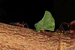 Leafcutter ant (Atta sexdens), carries leaf