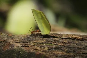 Leafcutter ant in the jungle, Costa Rica
