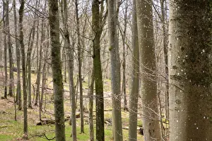 Leafless beech forest in autumnal mood with leaves on the ground