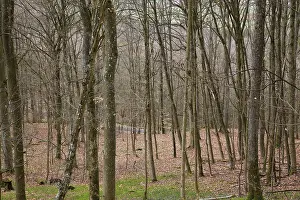 Leafless beech forest in autumnal mood with leaves on the ground