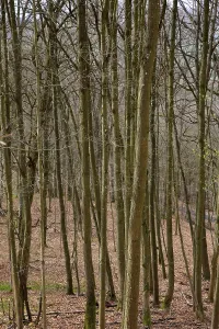 Leafless beech forest in autumnal mood with leaves on the ground