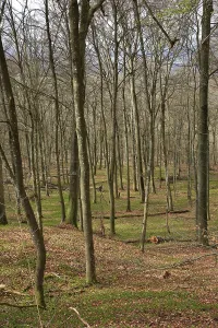 Leafless beech forest in autumnal mood with leaves on the ground