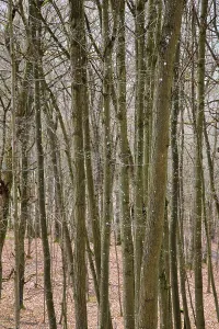 Leafless beech forest in autumnal mood with leaves on the ground