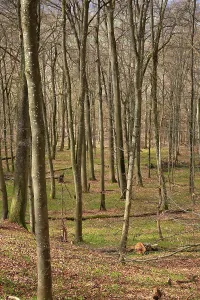 Leafless beech forest in autumnal mood with leaves on the ground