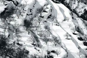 Leafless plants in snow, India