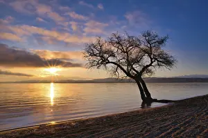 Leafless tree on a sandy beach at Lake Murten