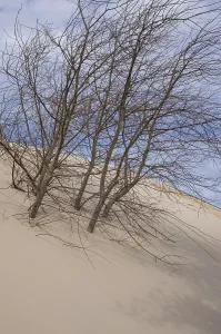 Leafless trees cling to a sand dune on a partly cloudy day