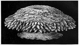 Leafy Actinia, Crambactis arabica