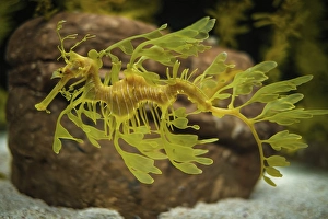 Leafy Seadragon Phycodurus eques or Glauert's seadragon marine fish underwater Leafy Seadragon Phycodurus eques or