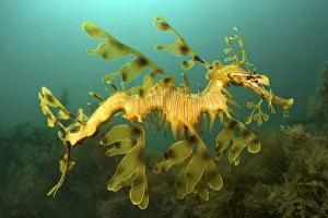 Leafy seadragon (Phycodurus eques) in the sargasso weed (sargassum) under the Kingscote Pier