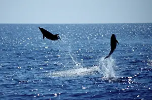 Two leaping Short-beaked common dolphins