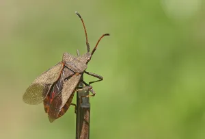Leather bug on a branch