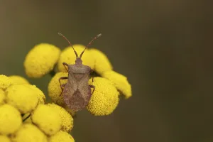 Leather bug (Coreus marginatus)