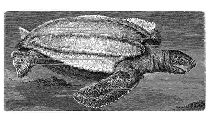Leatherback sea turtle (Dermatochelys coriacea)