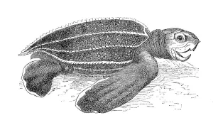 Leatherback sea turtle (Dermochelys coriacea)
